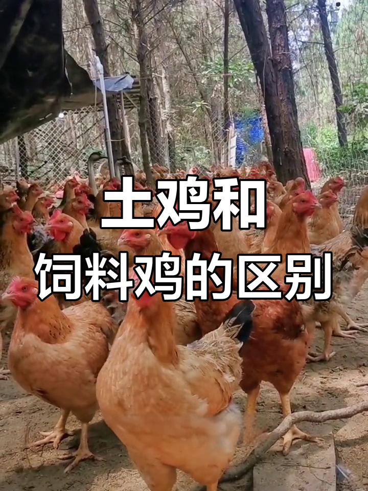 土鸡与饲料鸡的三大区别