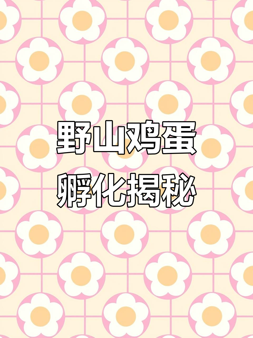 野山鸡照蛋全过程,受精率惊人高达99%
