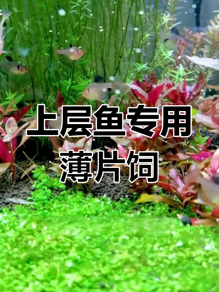 适合灯科鱼的薄片饲料推荐