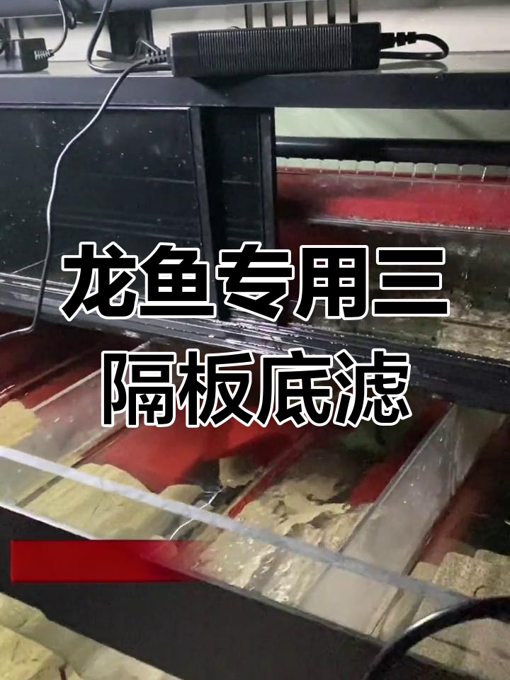 博特三代底滤系统解析:专为龙鱼设计的过滤方案