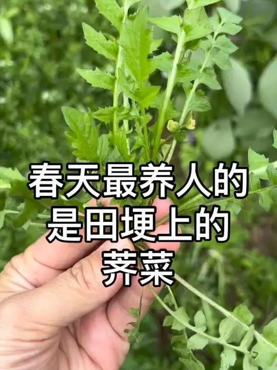 野荠菜 自然草木 就是最好的养生 #野菜#野生植物#你的家乡有这种植物吗#健康生活 #新农