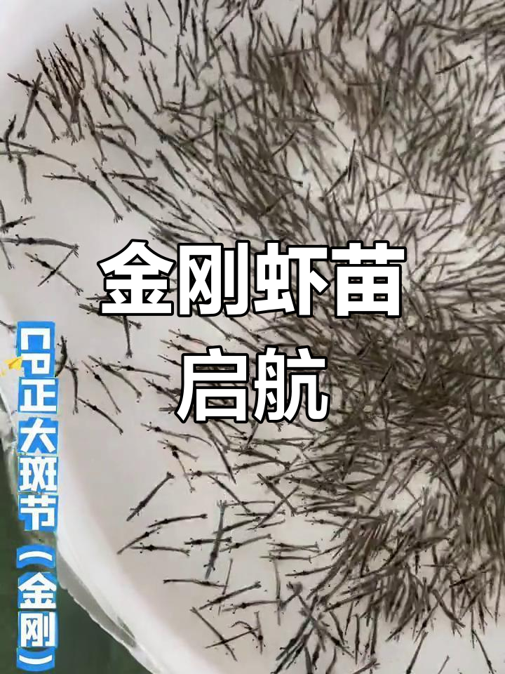 湛江海众壹号正式启航,金刚虾苗助力高密度养殖