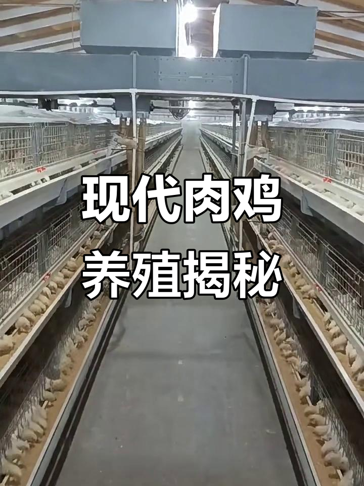 探访现代化肉鸡养殖基地,看如何高效运作