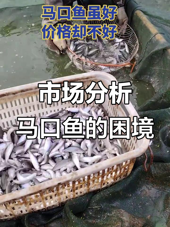 马口鱼市场低迷,养殖需谨慎考虑