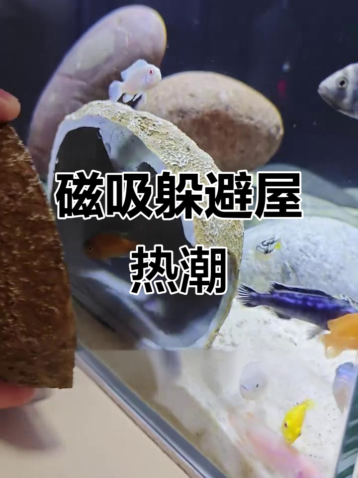 三湖慈鲷争相占领磁吸屋,既美观又实用!