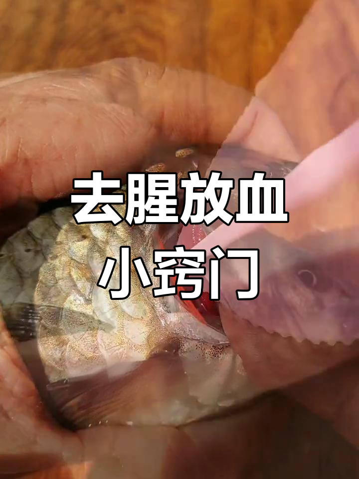 鱼身放血技巧,去除腥味更白嫩