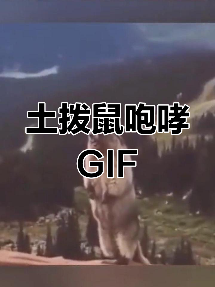 土拨鼠咆哮表情包动态图
