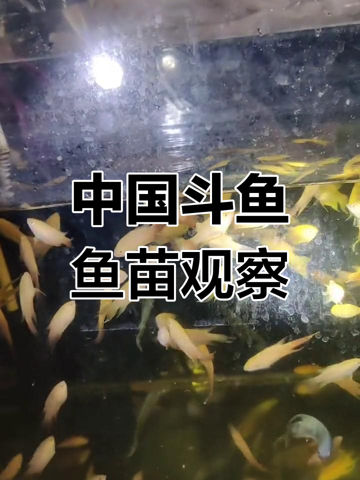 揭秘中国斗鱼白化与蓝色鱼苗的成长过程