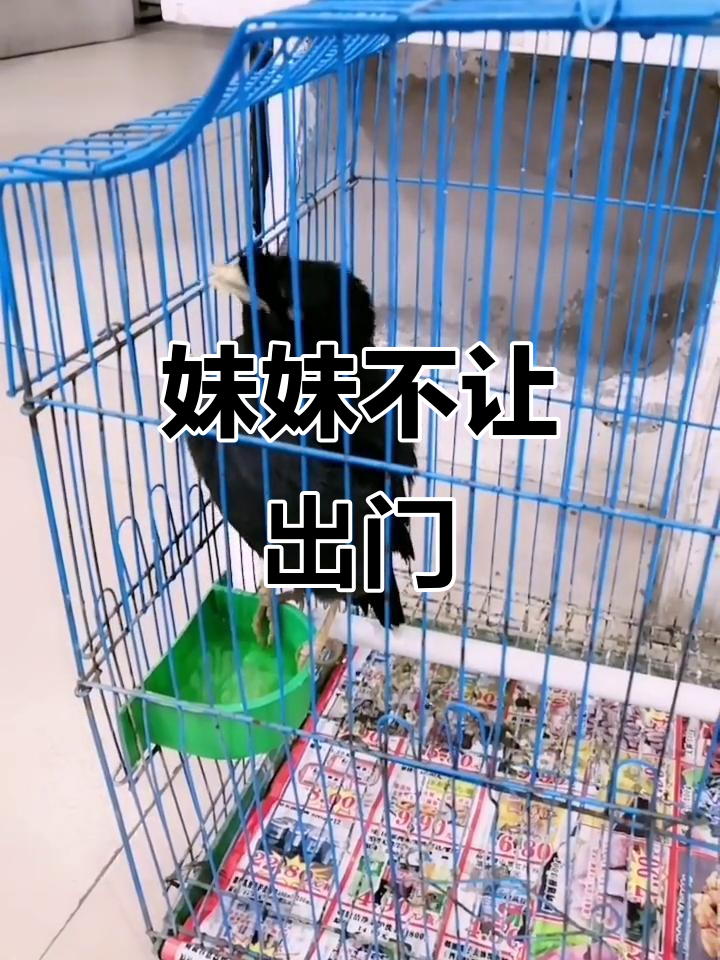 小乐乐被关在家里,姐姐带她出去玩!