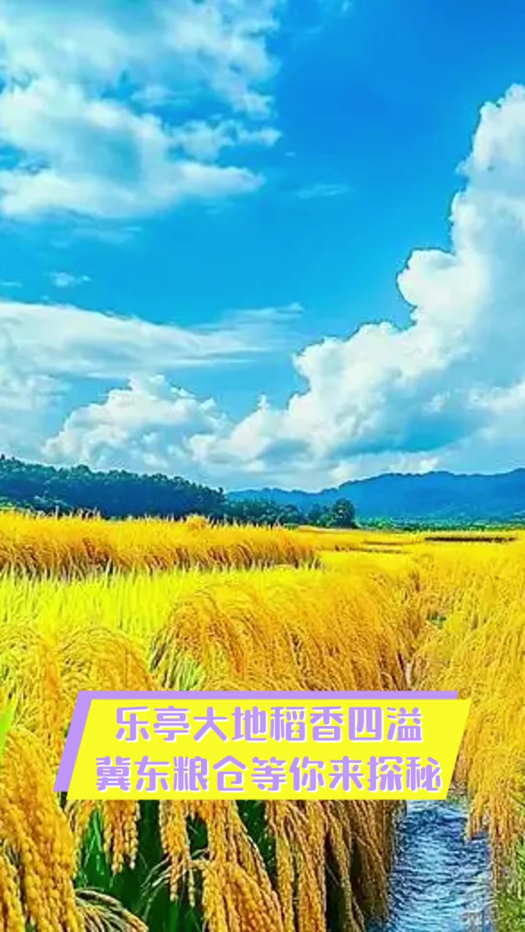 乐亭大地稻香四溢,冀东粮仓等你来探秘