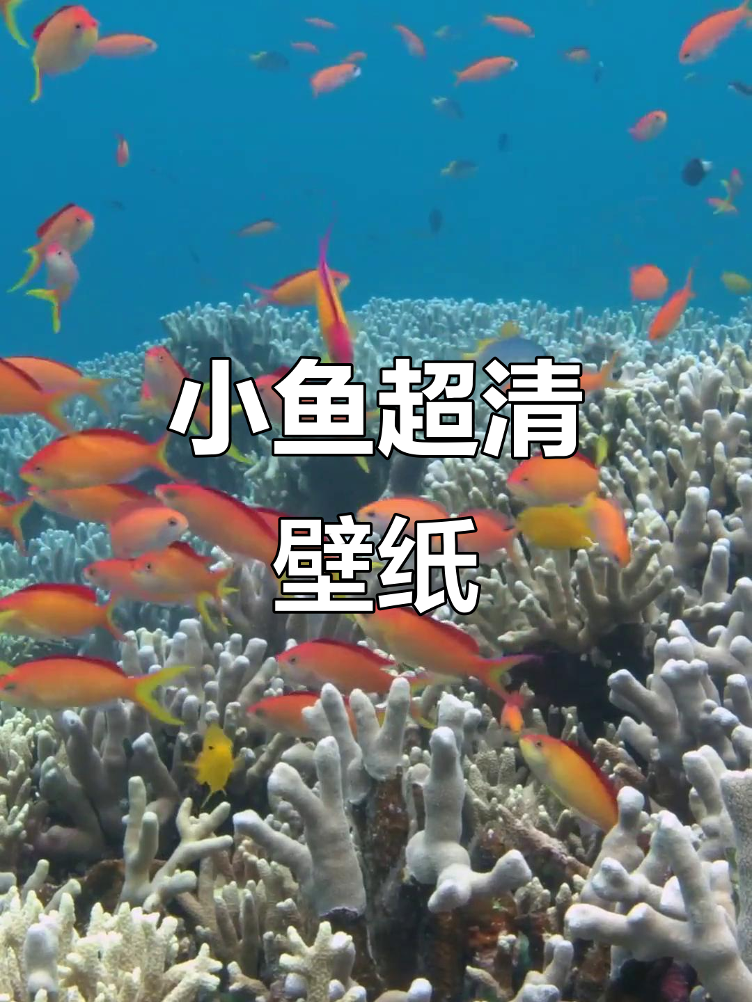 超清小鱼壁纸,细节满分!
