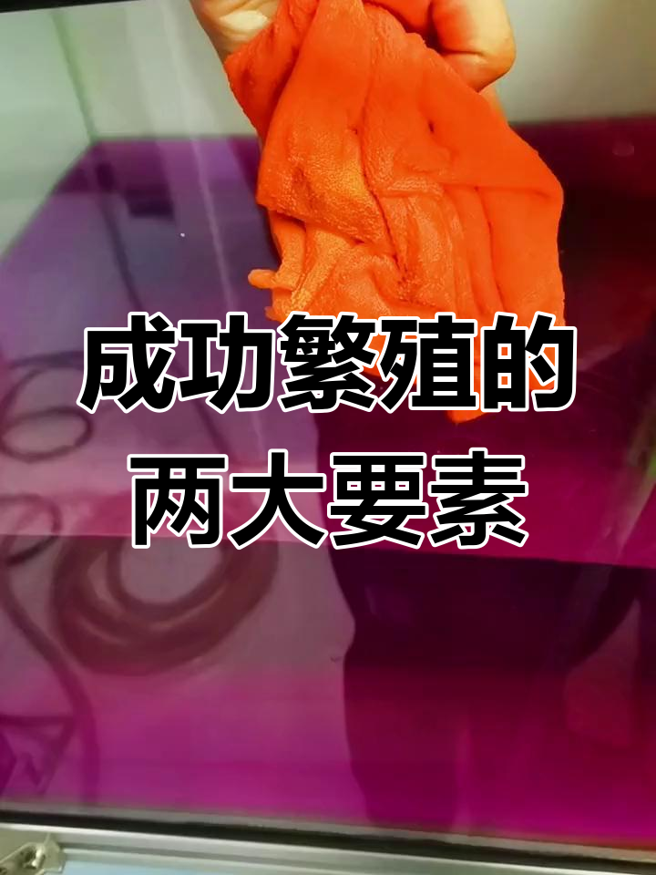 七彩神仙鱼繁殖成功的秘诀:勤快与细心