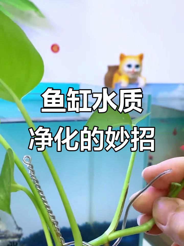 用铁丝和绿萝打造鱼缸水质净化器,简单又实用
