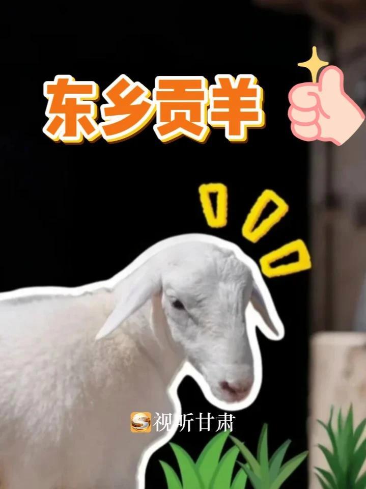 吃了东乡贡羊,其它羊肉都是将就!今天教你们在家复刻地道美食——东乡手抓羊肉