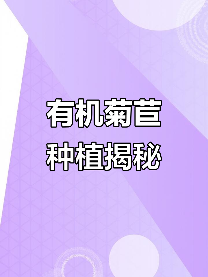 菊苣：夏季必备的苦味蔬菜，营养丰富又消暑