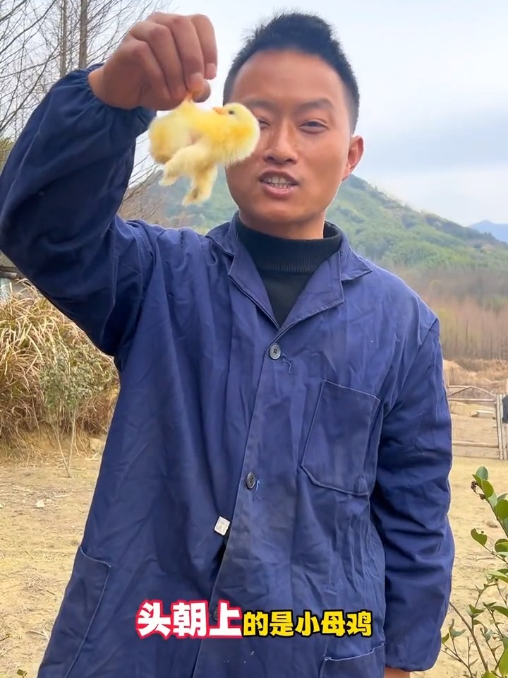 今天教哥哥姐姐们怎么区分小公鸡和小母鸡