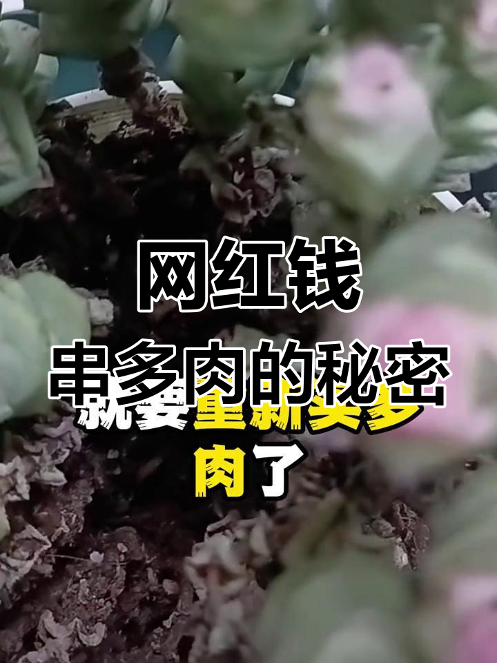 网络热销多肉植物,钱串小玫瑰的真相揭秘
