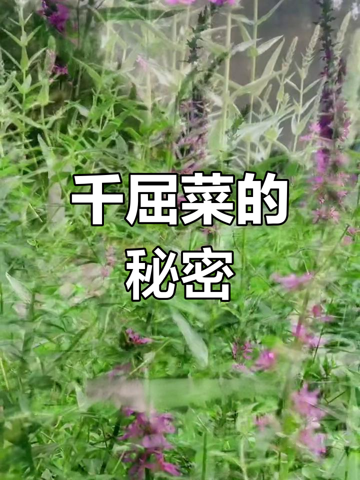 千屈菜为何是草本?竟然能吃!