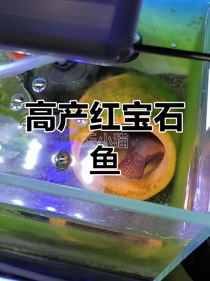 红宝石鱼繁殖全攻略,快速产卵与孵化