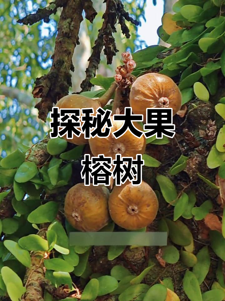大果榕树:木瓜蓉与馒头果的奇妙之旅