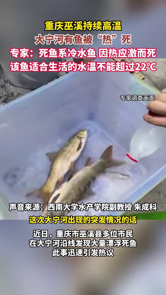 重庆持续高温大宁河有鱼被“热”死,专家:系冷水鱼,水温不能超22℃