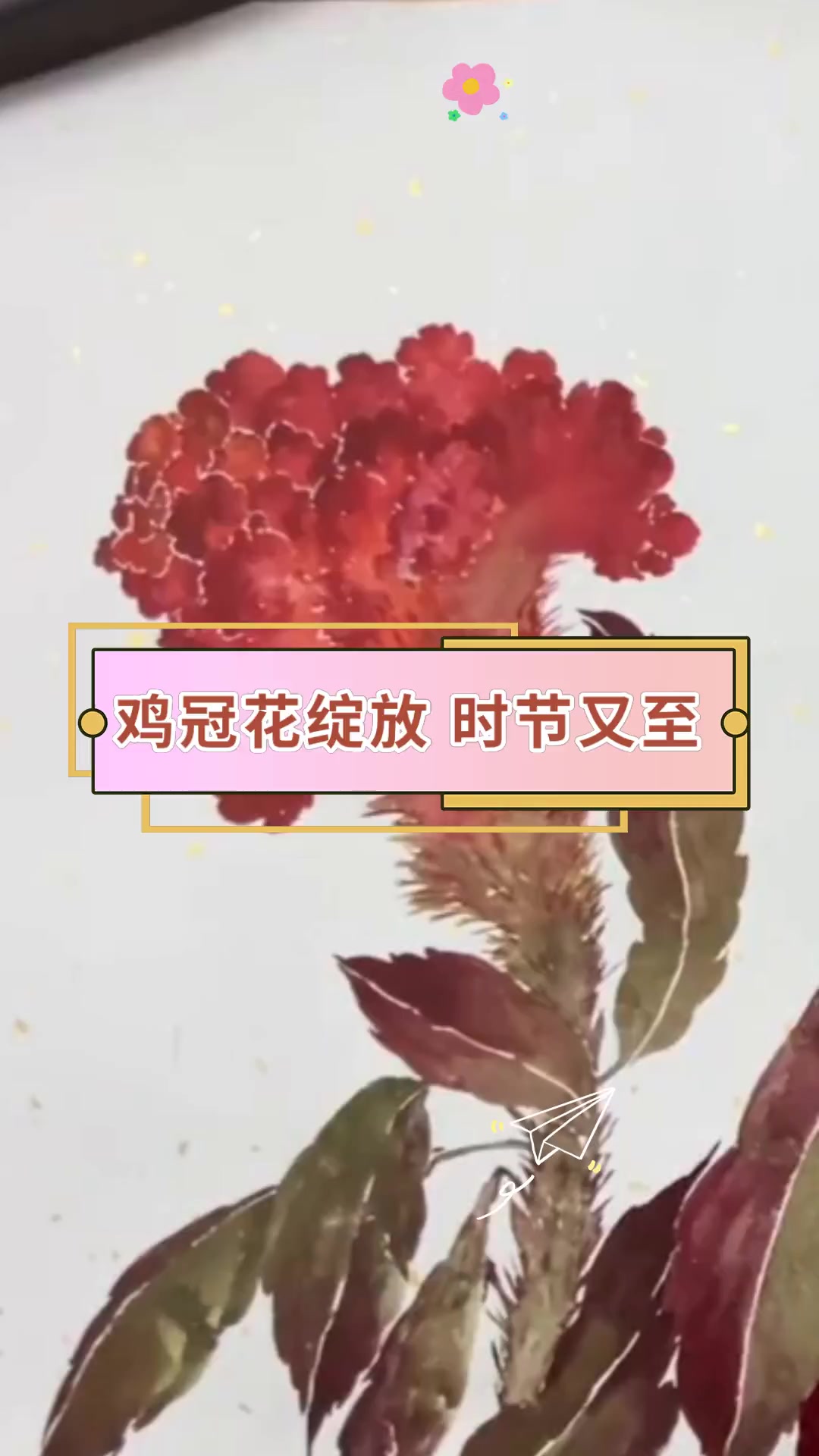 鸡冠花绽放 时节又至