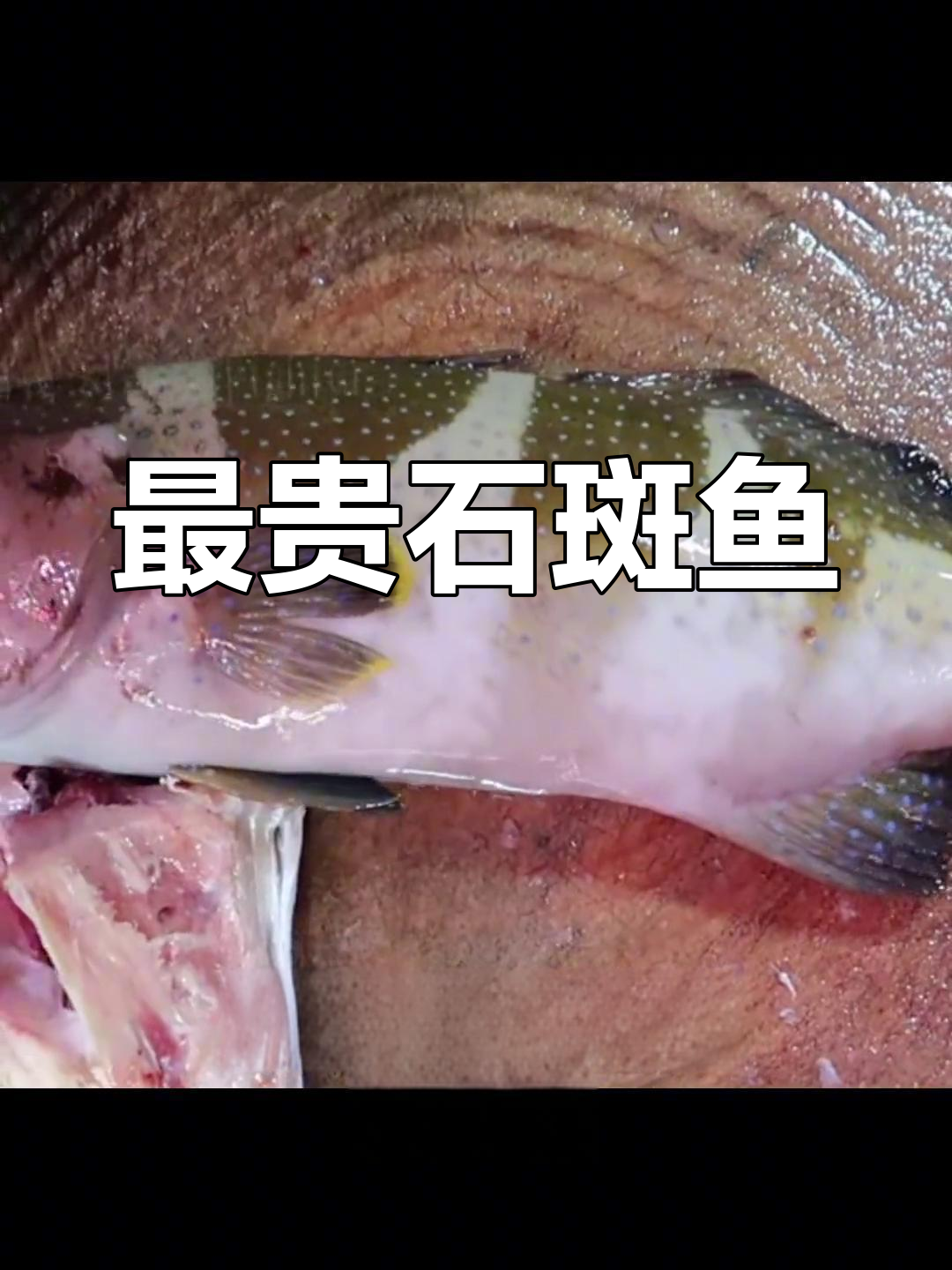 世界上最贵的石斑鱼品种