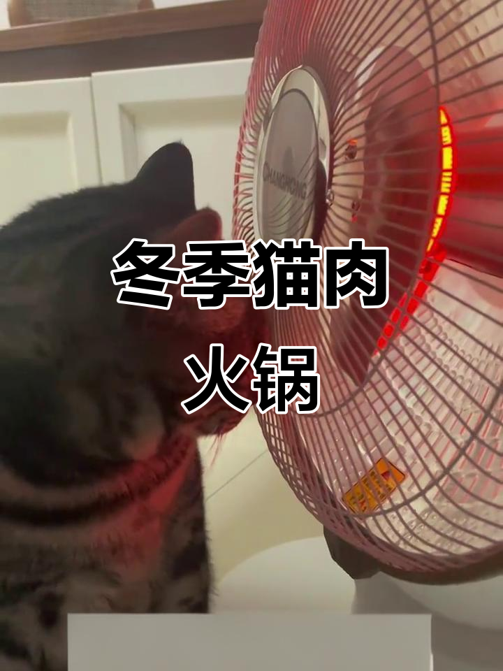 冬天必备！猫肉火锅，香气四溢让人无法抗拒