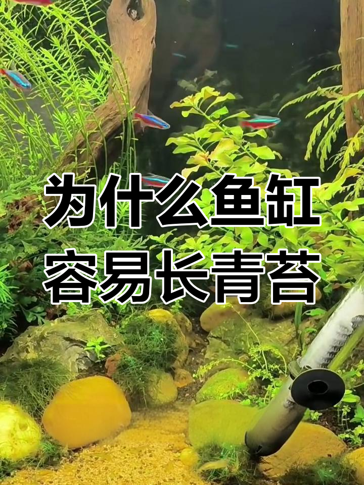鱼缸青苔频发?这些原因你得知道