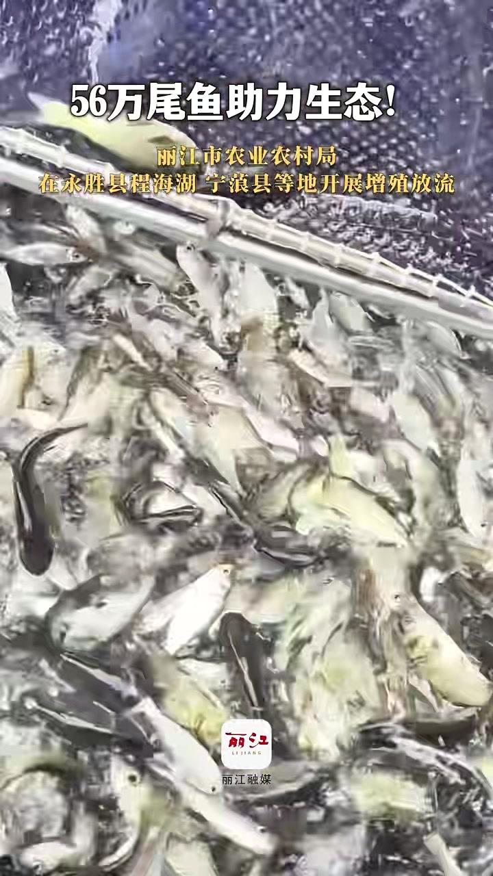 8月15日至19日，丽江市农业农村局在永胜县程海湖，宁蒗县、华坪县天然湖泊水库及河流开展增