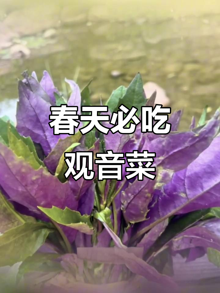 春季时令观音菜,疏肝补血两不误