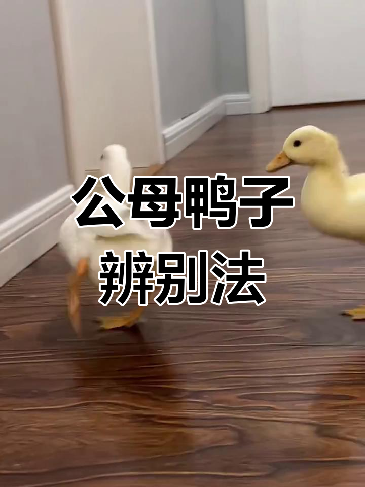 母鸭公鸭怎么分辨?从翅膀到鼻孔的细节揭秘