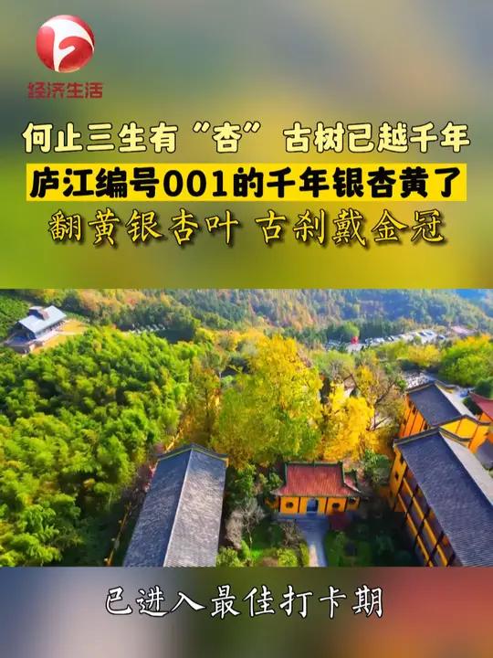 安徽庐江县汤池镇白云禅寺,千年古银杏的叶子黄了,给古刹戴了一顶“金冠”。最美中国