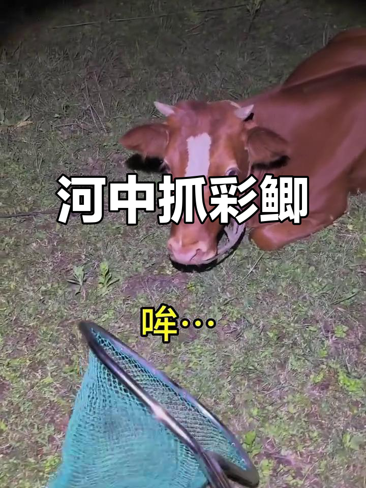 胖宝宝河里捉鱼，彩色鲫鱼躲猫猫超萌