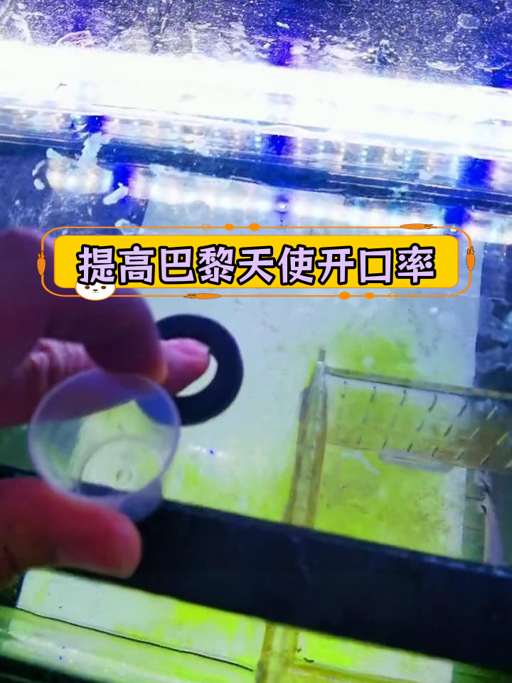 提升巴黎天使开口率的技巧,逐步适应才是关键