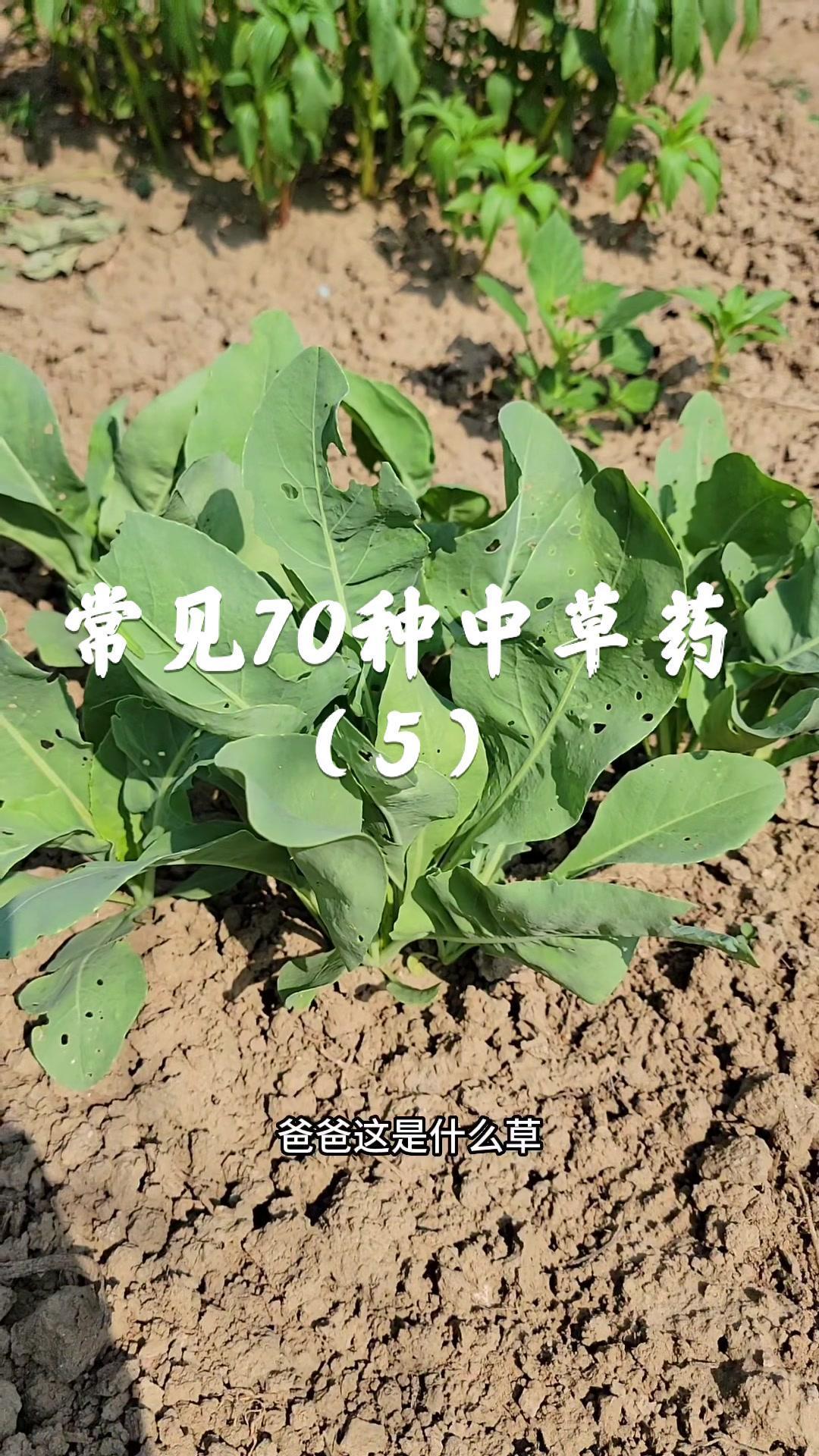 板蓝根 红花 车前草 商陆 识百草 山药 枸骨 乌蔹梅 天南星 黄精 这几十种常见中草药,