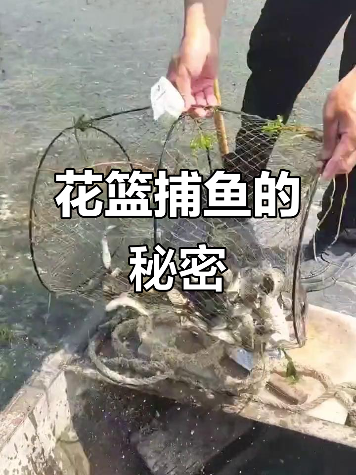 花篮捕鱼,轻松收获满满,无需饵料!