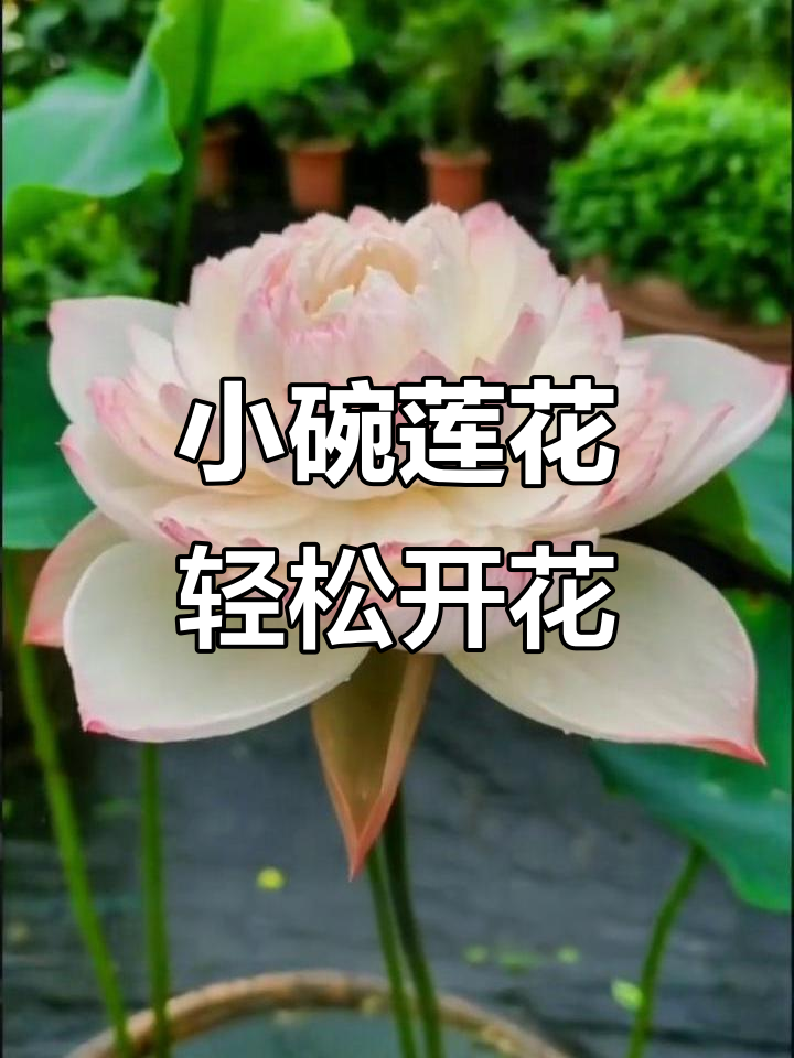 碗莲:小茶杯里的水中荷花,美丽又简单