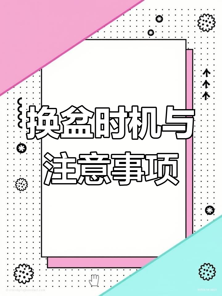 多肉植物换盆技巧:何时能移栽,如何避免伤害根系