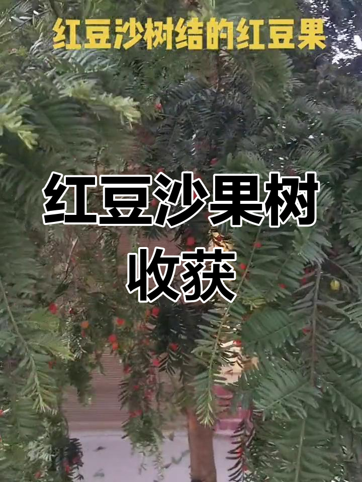 家乡红豆沙果子丰收,硕果累累的季节