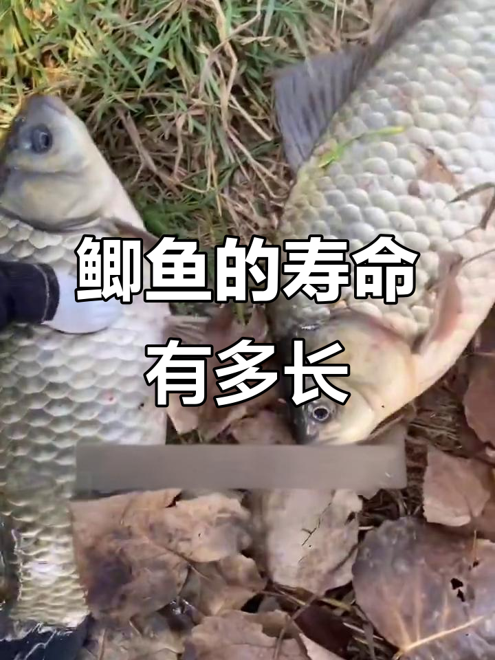 鲫鱼能活多久？了解它们的寿命和成长过程