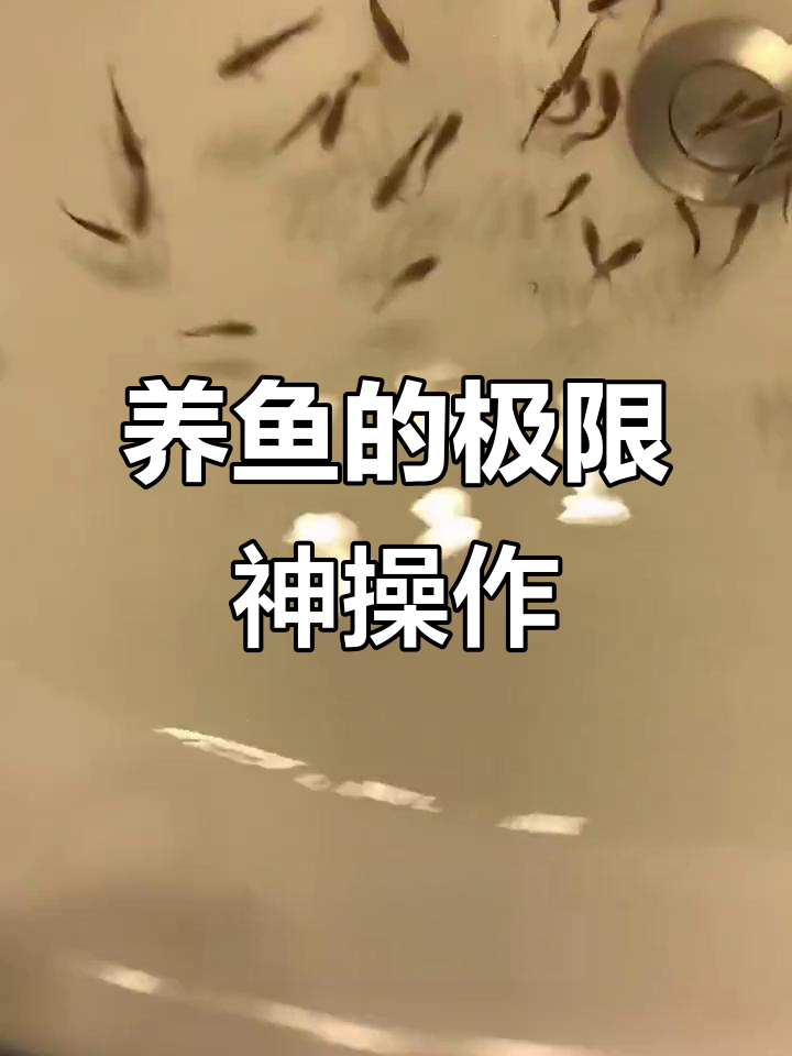 盘点那些养鱼大神的奇葩操作,最后一种让人惊掉下巴!