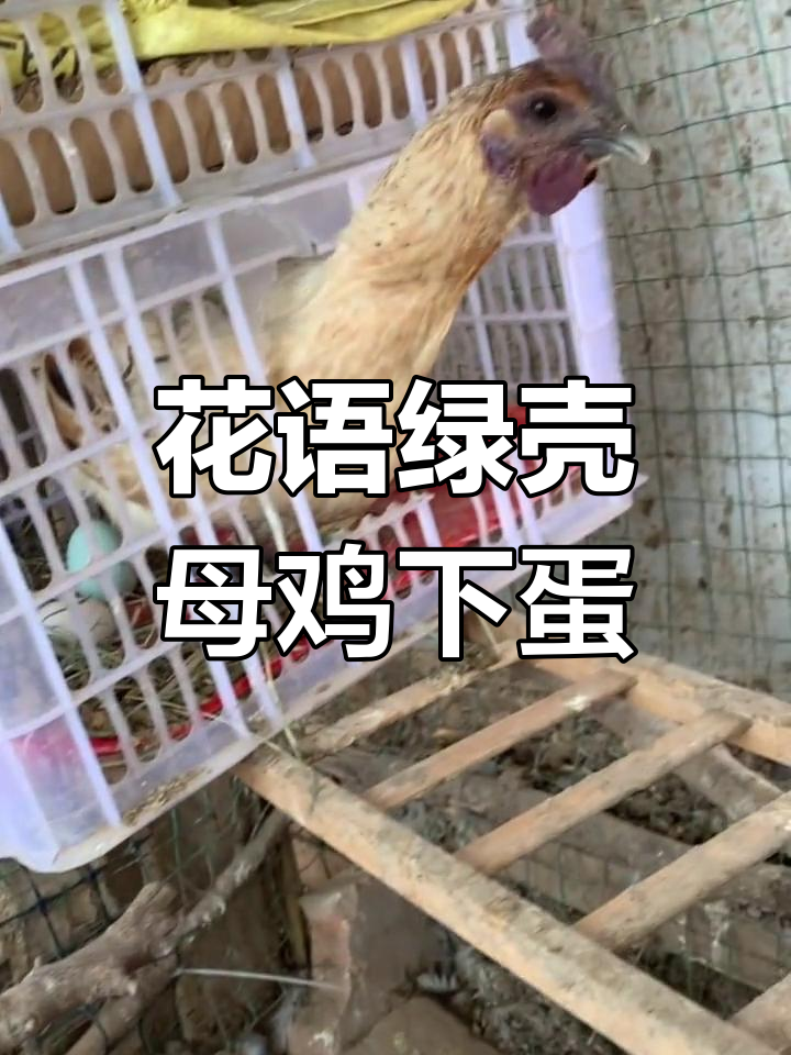 母鸡生蛋骂不停,花语绿壳乌鸡蛋新鲜出炉