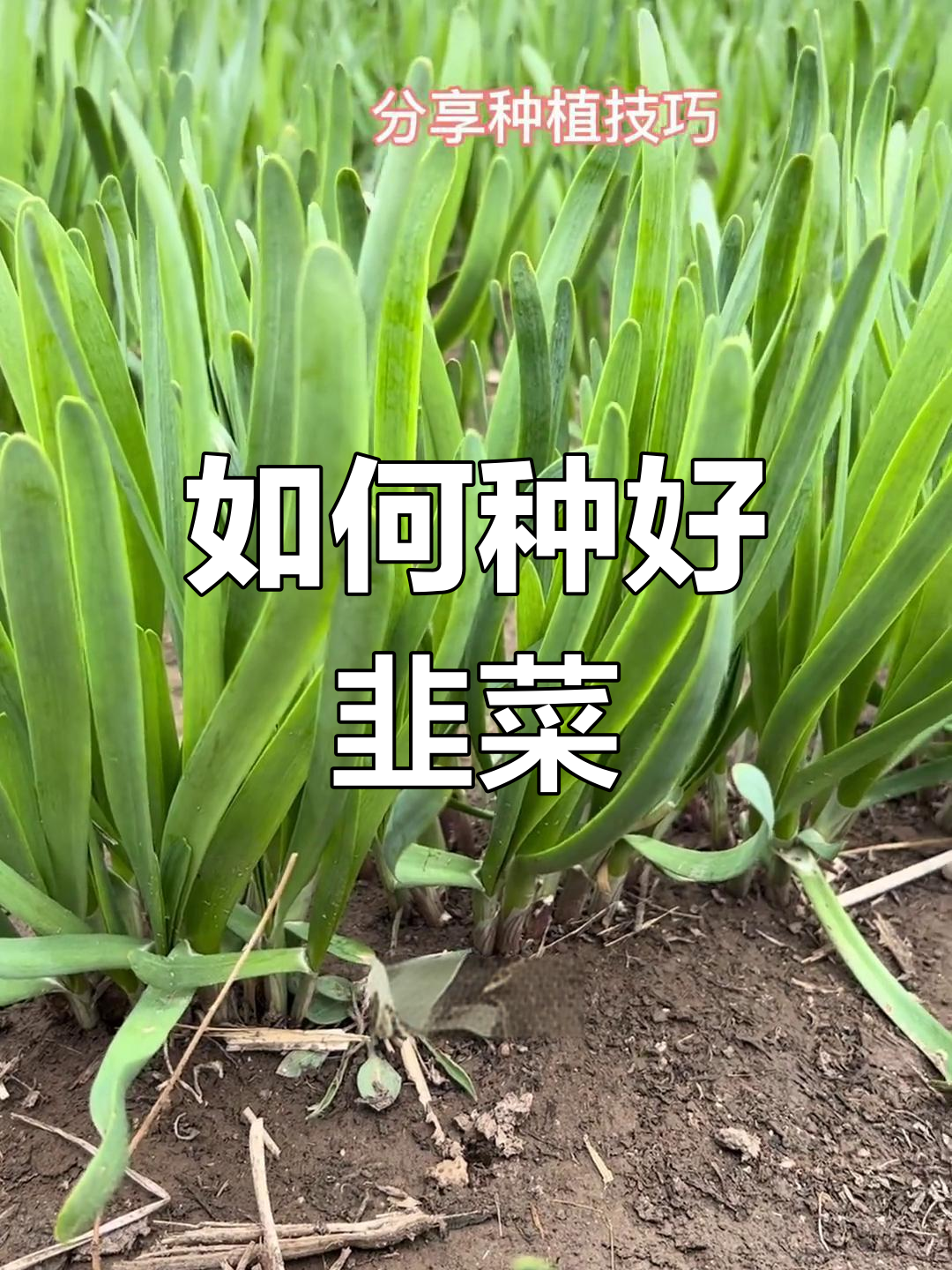 韭菜种植全攻略:何时播种最合适