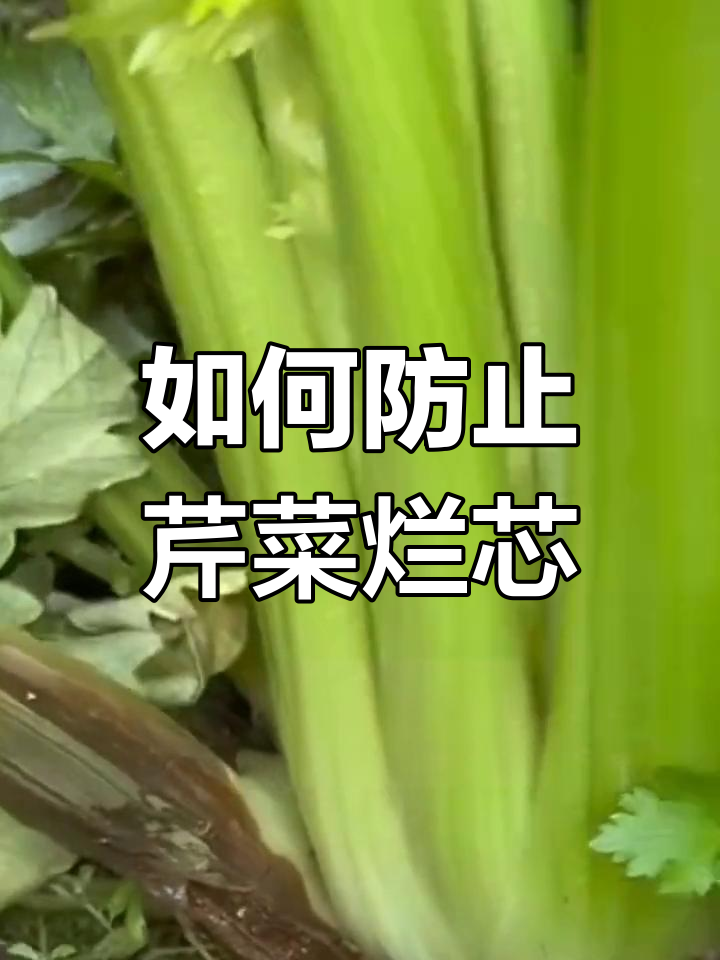 芹菜烂心原因及防治方法,不打药也能解决