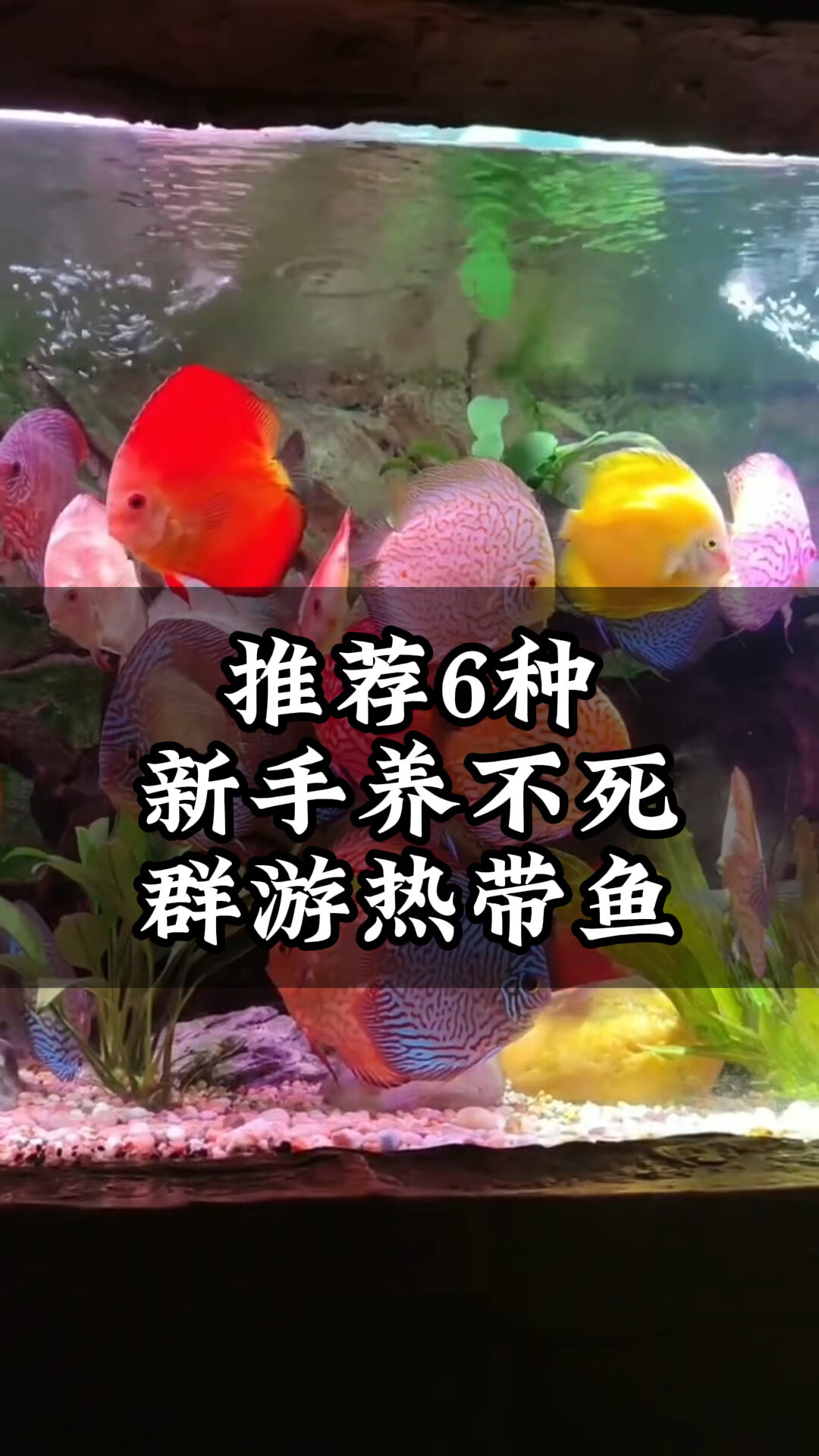 推荐6种新手养不死群游热带鱼