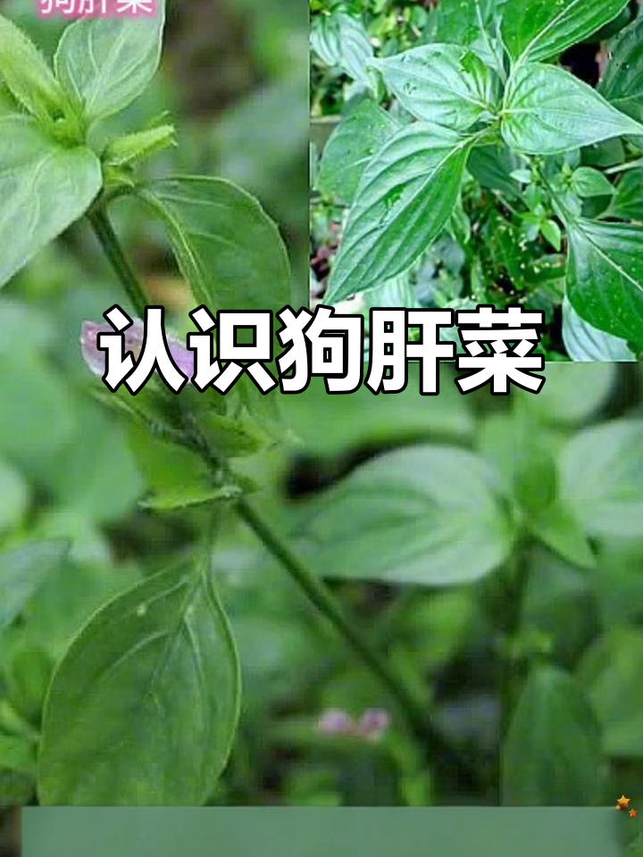 狗肝菜:一种独特的中草药,你了解吗?