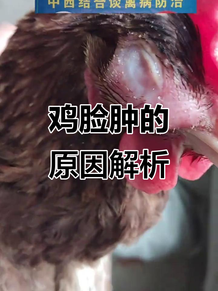 鸡头肿病原因分析，如何鉴别诊断