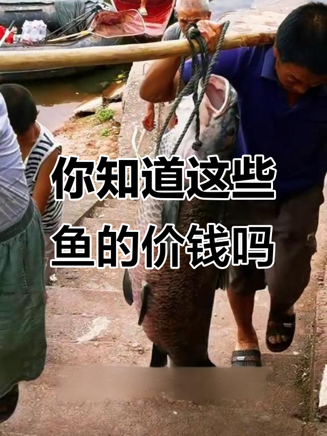 各种鱼的价格大揭秘，从六万到千元的差距