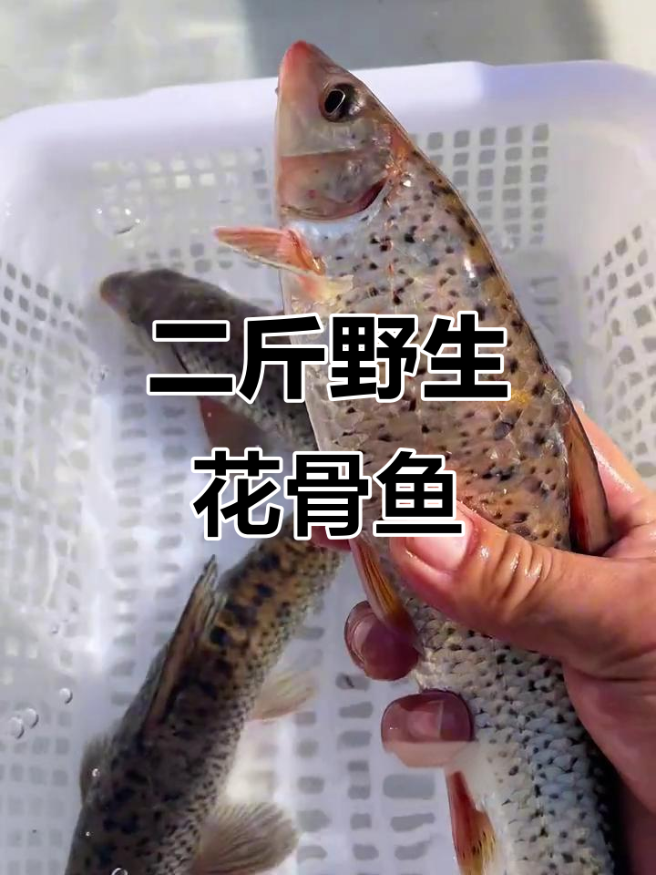野生花骨鱼,江浙沪包活到家,二斤多一条